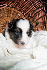 young Australian Shepherd Puppy