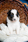 young Australian Shepherd Puppy