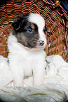 young Australian Shepherd Puppy