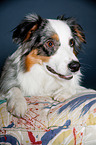 lying Australian Shepherd