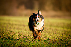 running Australian Shepherd