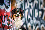 Australian Shepherd Portrait