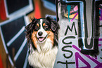 Australian Shepherd Portrait