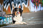 lying Australian Shepherd