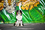 sitting Australian Shepherd