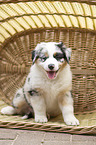 Australian Shepherd Puppy