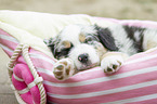 Australian Shepherd Puppy