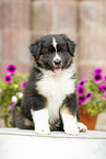 Australian Shepherd Puppy