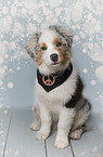 Australian Shepherd Puppy