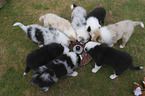 Australian Shepherd Puppies