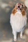 sitting Australian Shepherd