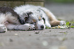 Australian Shepherd Puppy