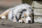 Australian Shepherd Puppy