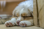 Australian Shepherd Puppy