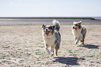 2 Australian Shepherd