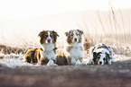 3 Australian Shepherds