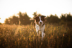 Australian Shepherd