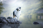 standing Australian Shepherd