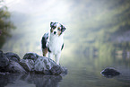 standing Australian Shepherd