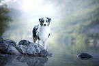 standing Australian Shepherd