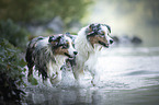 walking Australian Shepherds