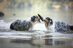 Australian Shepherd