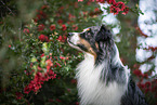 Australian Shepherd Portrait