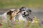 Australian Shepherds