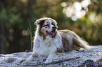 lying Australian Shepherd