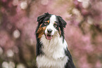 Australian Shepherd Portrait