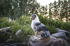 sitting Australian Shepherd