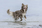 running Australian Shepherd