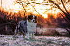 standing Australian Shepherd