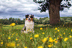 sitting Australian Shepherd