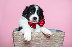 Australian Shepherd Puppy in the basket