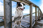 standing Australian Shepherd