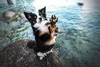 Australian Shepherd on Water