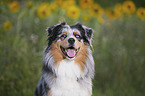 Australian Shepherd portrait