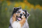 Australian Shepherd portrait