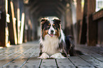 black-tri Australian Shepherd