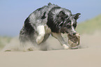 running Australian Shepherd