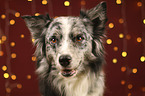 Australian Shepherd portrait