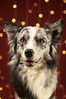 Australian Shepherd portrait