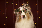 Australian Shepherd portrait