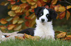 lying Australian Shepherd