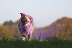 running Australian Shepherd