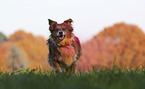 running Australian Shepherd