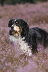 standing Australian Shepherd