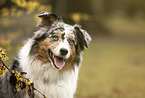 Australian Shepherd portrait