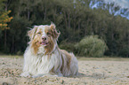 lying Australian Shepherd